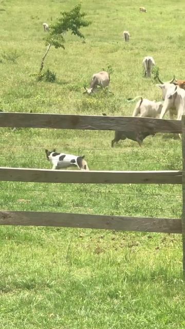 Working Dogs Keeping the Cows at Bay #germanshepherddogs #workingdogs #workingdoglovers