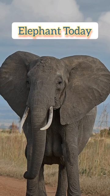 Biggest Elephant In The World#shorts