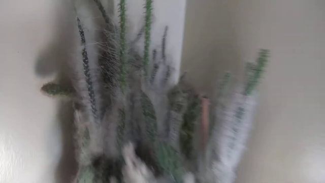 Old man cactus