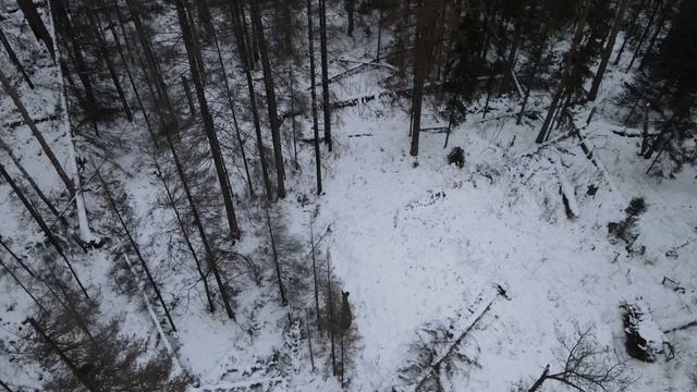 Лось в Джуманжи