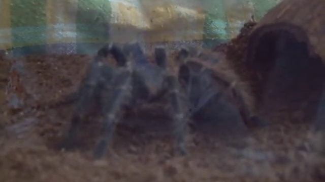 Lasiodora Parahybana