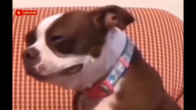 Brown Boston Terrier Crying [ORIGINAL CLIP]  Video Meme #viral