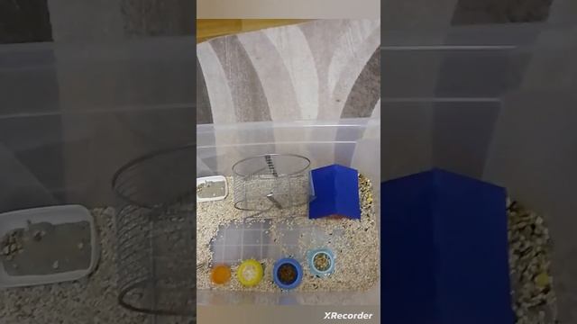 Реакция Стëпы на горох.