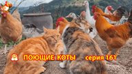 Крутые коты у птичьего двора серия (161) 🐈🐈😹 Природа Абхазии и подворье с птицами и животными ❣