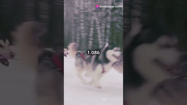 Balto, Anjing Pahlawan yang Menyelamatkan Nome!