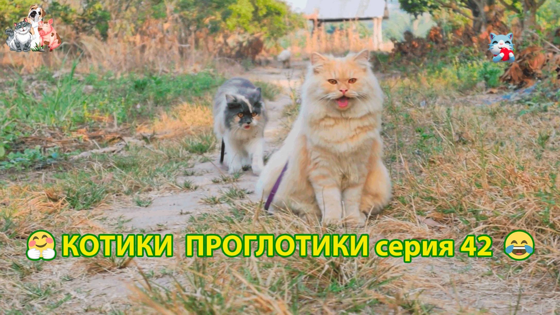 Котики-проглотики растут будущие птицеводы 🐈🐈⬛😹 эпизод (42)