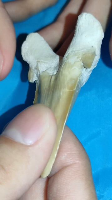 Окаменелый зуб акулы отодус обликус (Otodus obliquus) (55 - 45 млн лет)