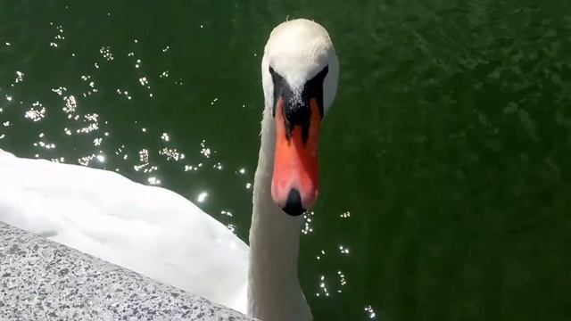 Лебедь ревнует к нутрии. / The swan is jealous of nutria.