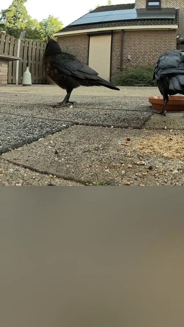 Кто придумал эту иерархию?!🥺 Пап, не видешь что ли? Сейчас с голоду помру😅 #crow #ворона #птенец