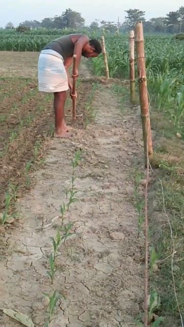 #Plowing_the_cultivated_land#Cultivation_by_hand#Maize_Cultivation_of_Poor_ Farmers
