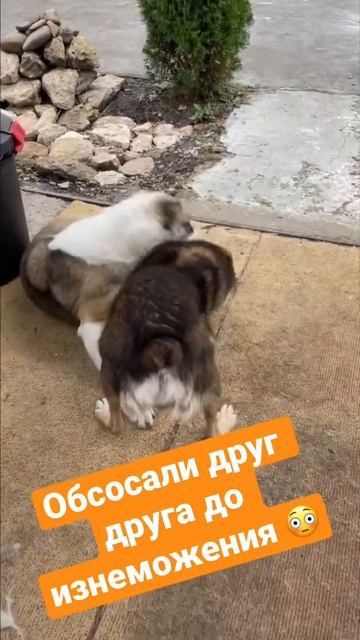 Собачьи бои это мелочи по сравнению с играми старых друзей 🤓