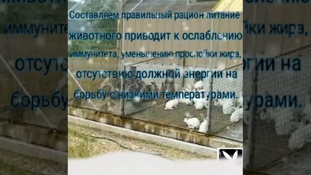 Зимнее содержание кроликов!!!!