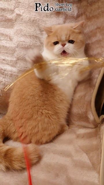 ✨【 Pido cat 】Cat Cheerleader, help you get Golden Victory Award