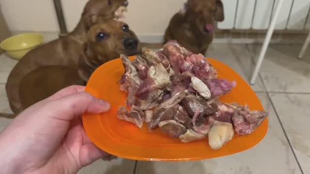 Ужин моих собак - всё схряпали как мясорубки