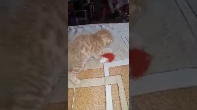 УТРЕННЯЯ ЗАРЯДКА ОТ КОТЕНКА СИМБЫ!))))