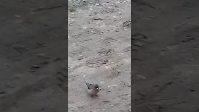 СМЕЛЫЙ ЗЯБЛИК. 14.04.2017