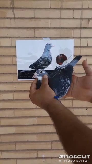 pigeon lover🕊🤗 #pigeon #answer #poetry #urdupoetry #birds 🕊🕊🕊🤗🤗🤗