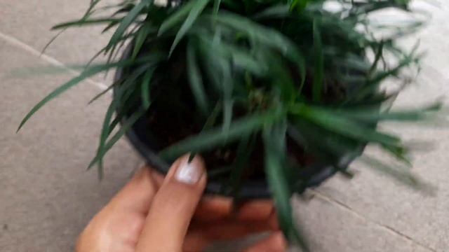 Mountain grass வளர்ப்பது எப்படி, இந்த hanging plant உங்க வீட்டில் உண்டோ?