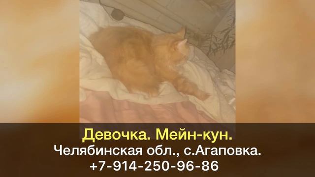 Пропала кошка! Девочка. Мейн-кун. Челябинская область, с.Агаповка.
