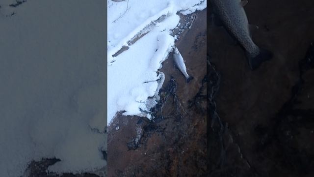 Отпускаю радужную форель!.mp4