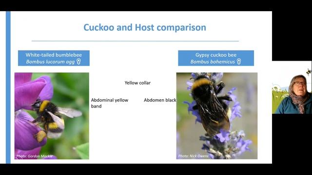 ID training: An introduction to the Cuckoo bumblebees with Clare Flynn