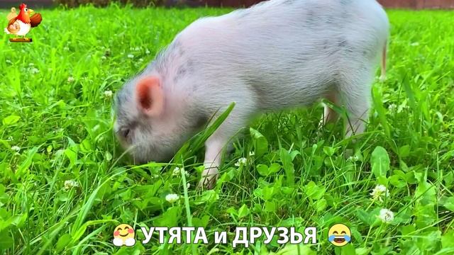 Утята с друзьями – мир нежных эмоций 🤗 эпизод (7)