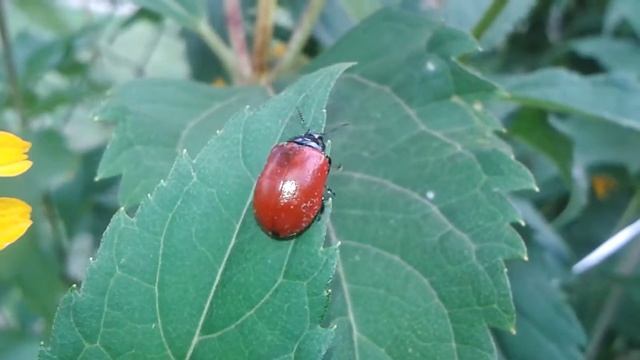 Rynnica topolowa / Chrysomela populi
