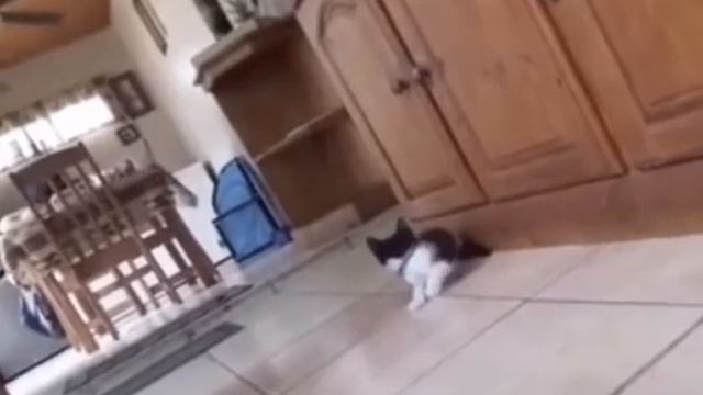 ОООЧЕНЬ СТРАШНЫЙ ЗВЕРЬ/котик очень импугалсяльс😨#shorts