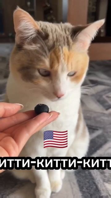 Как подзывают кошек в разных странах?🤔 (часть 1) #cat #catsfacts
