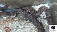 Agkistrodon contortrix mokasen - Birth
