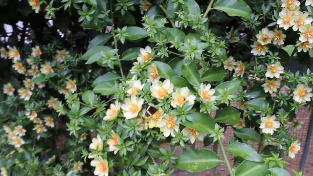 Florada ORA-PRO-NOBIS 2014 2