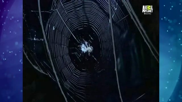 Veja a incrível habilidade desta aranha tecendo a sua teia