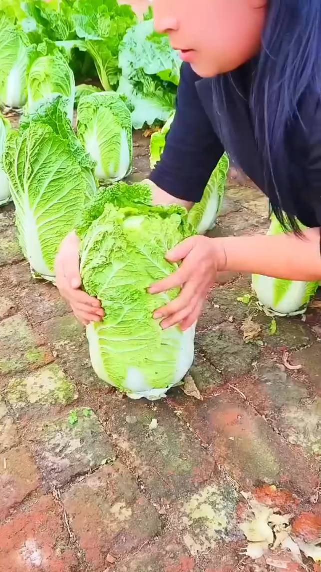 🥦Капуста в трещинах кирпичей! #shorts #garden #советы
