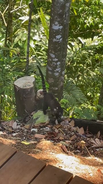 The cutest lil raccoon lemur monkey hybrids 🥹💕 #coati #costarica #wildlife #cuteanimals #jungle