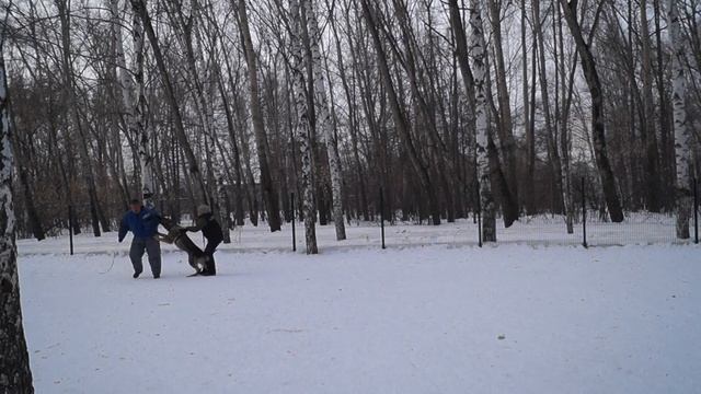 ВЕО Анубис