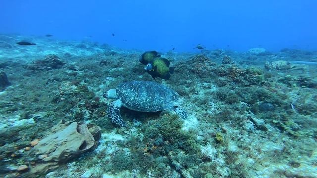 Sea turtle with angelfish bodyguards