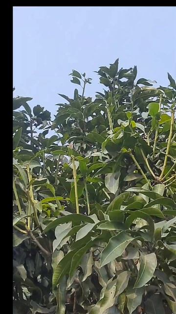 Golden white-eye ||Garden warbler || #smallbirds #shorts #viral