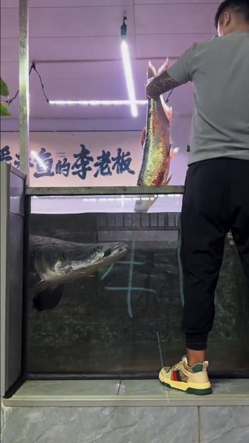 Arapaima Fish #jibonerpath