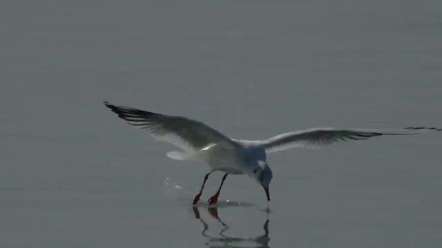 Chroicocephalus ridibundus - Antxeta mokogorria .Gaviota reidora