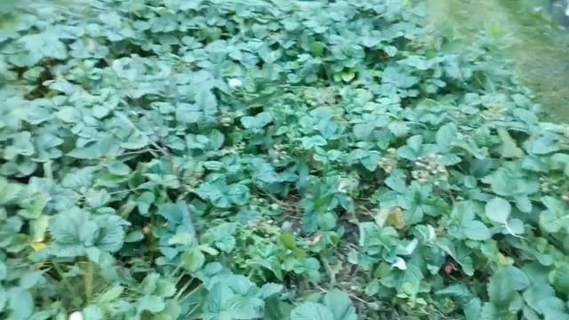 Дачное обозрение ,начало июля.