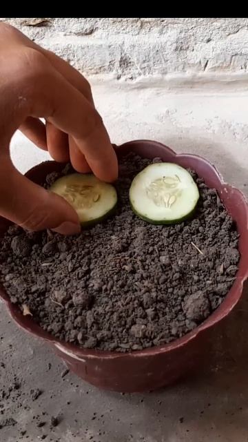 Growing cucumbers Plant at home || Simple Methods Grow Cucumbers Plant in organic fertiliser🥒🥒