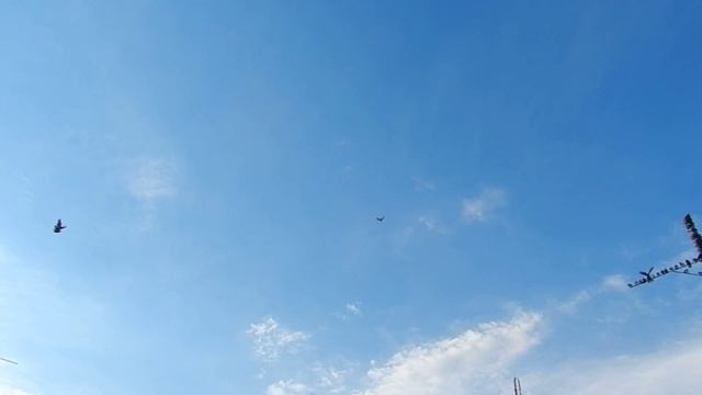 DSCN6541
