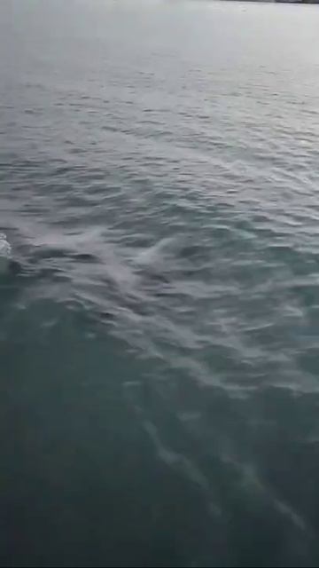 ДЕЛЬФИНЫ ЖГУТ НА ЦЕНТРАЛЬНОМ ПЛЯЖЕ АНАПЫ