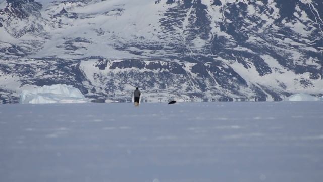 Inuit traditions - Seal hunting in Greenland on dog sleds