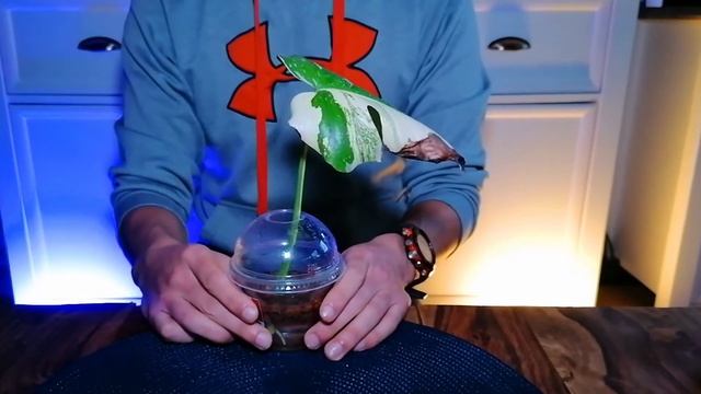 Monstera Thai Constellation Folge1: Ableger schneiden und vermehren (keine variegata)