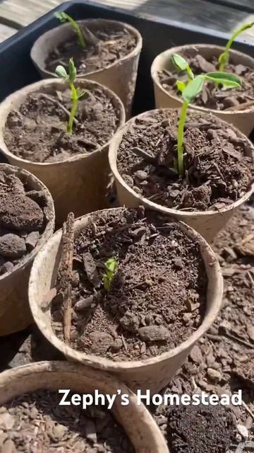 Quail egg shell pea sprouts starts