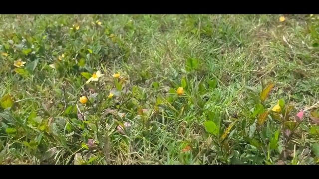 SUNSET BEACH in Tarpon Springs, Florida | A Cinematic Tour