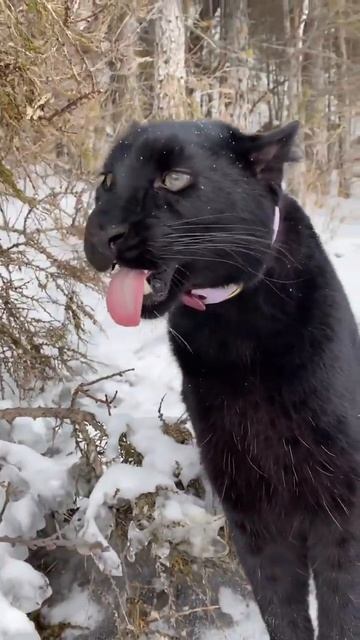 Здравствуйте, я Луна😻 @Lunathepantera