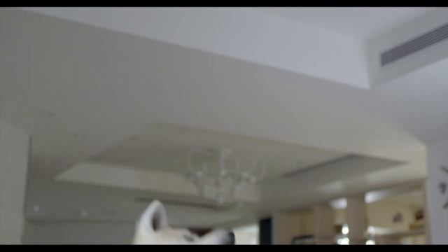Ingenius Treat-Tossing Dog Camera (Only Furbo)