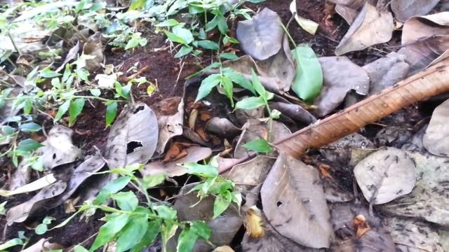Hidden bivouac of Eciton burchellii parvispinum